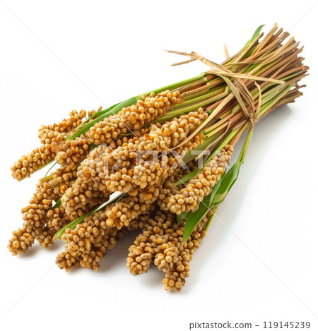 Closeup of bundle of dried durra sorghum with red grains, isolated on a white background. Concept of agriculture and farming Closeup of bundle of dried durra sorghum with red grains, isolated on a white background. Concept of agriculture and farming 119145239