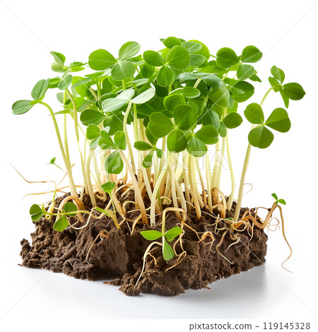Cluster of freshly grown green clover sprouts isolated on a white background Cluster of freshly grown green clover sprouts isolated on a white background 119145328