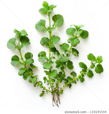 Curly cress plant isolated on a white transparent background. Watercress healthy dishes and fresh salads. 119145334