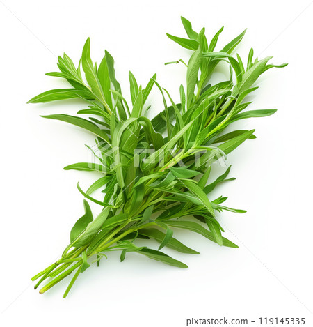 Bunch of tarragon isolated on a white background 119145335