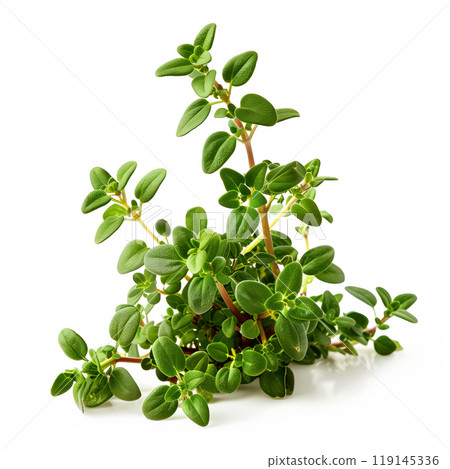 Fresh green thyme herb with small leaves isolated on a plain white background. Concept of culinary herbs and ingredients 119145336