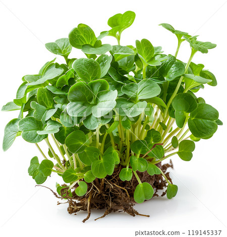 Curly cress plant isolated on a white transparent background. Watercress healthy dishes and fresh salads. 119145337