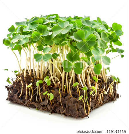 Cluster of freshly grown green clover sprouts isolated on a white background 119145339