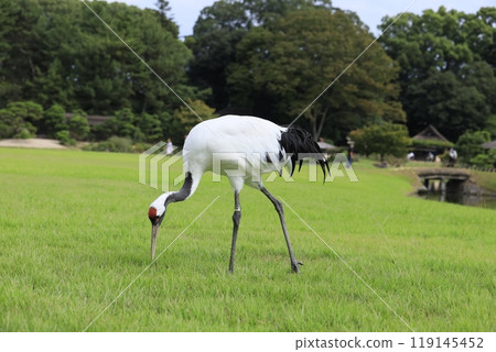 A red-crowned crane gracefully dancing in Okayama Korakuen A red-crowned crane gracefully dancing in Okayama Korakuen 119145452