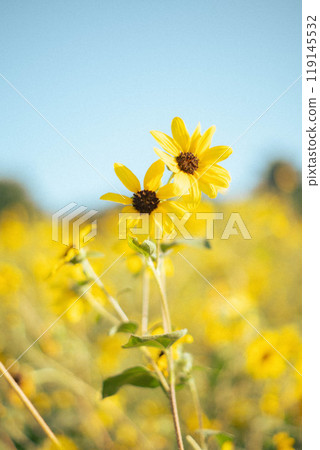 發光在藍天的向日葵 119145532