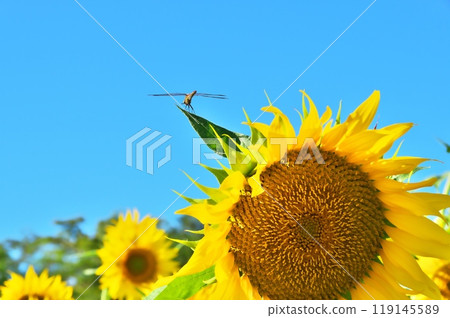 蜻蜓和向日葵 119145589