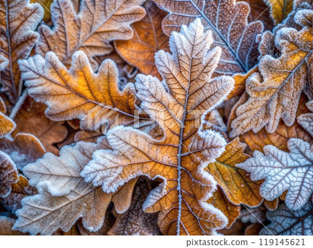 Frozen Oak Leaf Abstract Background 119145621