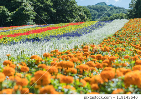 [Flower field] 119145640