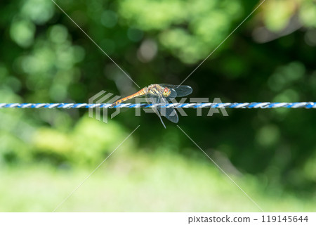 [Dragonfly: Autumn darter] 119145644