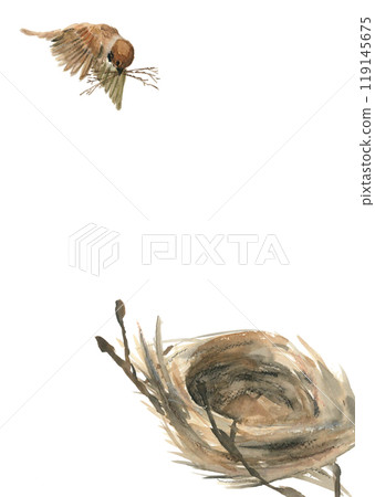 Watercolor illustration of a sparrow building a nest [hand-drawn] on a white background, transparent background 119145675