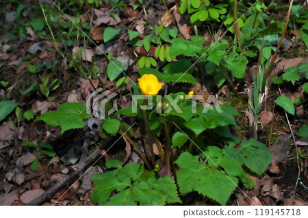 山吹壽 山吹壽 119145718