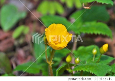 山吹壽 山吹壽 119145719