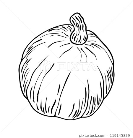 Pencil Sketch of a Pumpkin on a white Background. Autumn Hand Drawn Illustration. Flat design. Vector illustration. Pencil Sketch of a Pumpkin on a white Background. Autumn Hand Drawn Illustration. Flat design. Vector illustration. 119145829