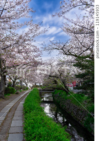 京都,哲學之路步行 京都,哲學之路步行 119145933