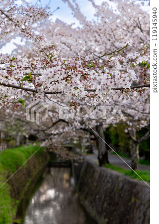 Stroll along the Philosopher's Path in Kyoto Stroll along the Philosopher's Path in Kyoto 119145940