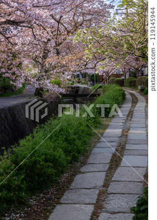 京都，哲學之路步行 119145944