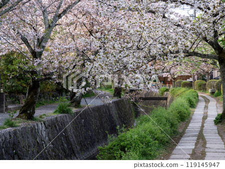 京都，哲學之路步行 119145947