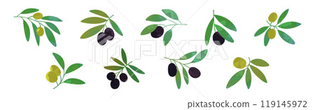 Olive Branch with Green and Black Fruit Vector Set Olive Branch with Green and Black Fruit Vector Set 119145972
