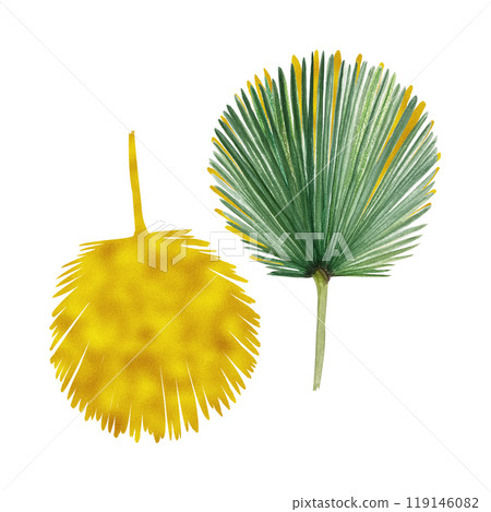 Palm leaf green and gold hand painted watercolor set isolated on white. High quality image perfect for cards, posters, stickers, eco materials, Christmas decoration design. Exotic plants clip art Palm leaf green and gold hand painted watercolor set isolated on white. High quality image perfect for cards, posters, stickers, eco materials, Christmas decoration design. Exotic plants clip art 119146082