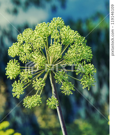 Norwegian angelica 119146109