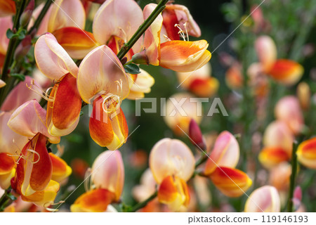 A broom with many orange and red bicolor flowers 119146193