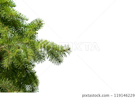 New Year's Christmas green branches of spruce,pine New Year's Christmas green branches of spruce,pine 119146229