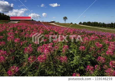十勝嶽山脈與四季彩之丘 十勝嶽山脈與四季彩之丘 119146259