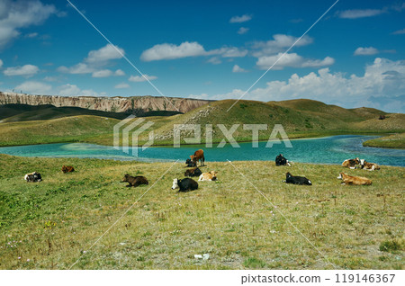 Alay Valley , cow grazes Alay Valley , cow grazes 119146367