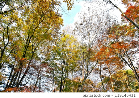 Autumn leaves maple Autumn leaves maple 119146431