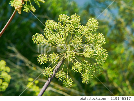 Norwegian angelica Norwegian angelica 119146517
