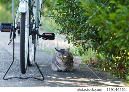 A cat watching to tell me not to get in the way 119146561