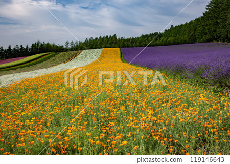 Lavender-scented summer hills Lavender-scented summer hills 119146643