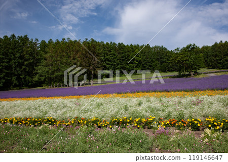Lavender-scented summer hills 119146647