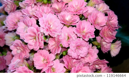 Gorgeous pink kalanchoe blossoms in full bloom, showcasing the beauty of nature Gorgeous pink kalanchoe blossoms in full bloom, showcasing the beauty of nature 119146664