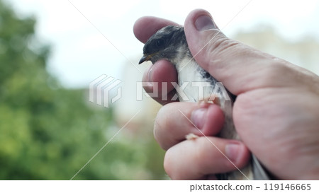 Compassionate man tenderly holds small bird, demonstrating empathy and care. Illustrates strong bond with nature, commitment to wildlife conservation. Delicate feathers represent optimism Compassionate man tenderly holds small bird, demonstrating empathy and care. Illustrates strong bond with nature, commitment to wildlife conservation. Delicate feathers represent optimism 119146665