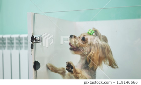 Small dog waiting for its owner, standing on its hind legs behind the glass door of a grooming salon Small dog waiting for its owner, standing on its hind legs behind the glass door of a grooming salon 119146666