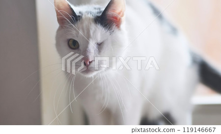 Cute cat winking playfully, showing its happy nature indoors by a window. The close up captures its green eye and pink nose, exuding love and companionship Cute cat winking playfully, showing its happy nature indoors by a window. The close up captures its green eye and pink nose, exuding love and companionship 119146667