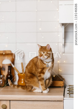 Red cat wearing a collar is sitting on a wooden counter in a kitchen 119146686