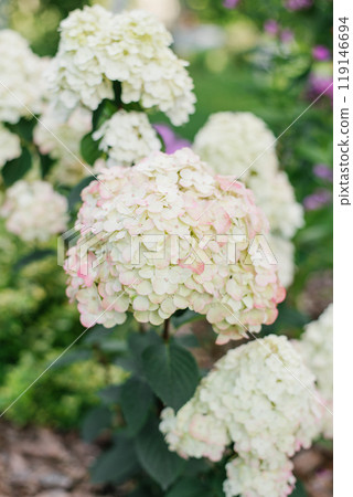 White pink paniculate hydrangea flower Framboisine in the garden White pink paniculate hydrangea flower Framboisine in the garden 119146694