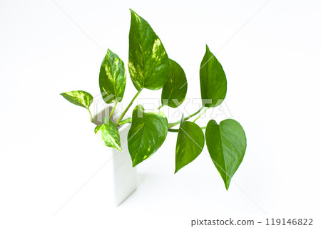 Pothos on white background 119146822