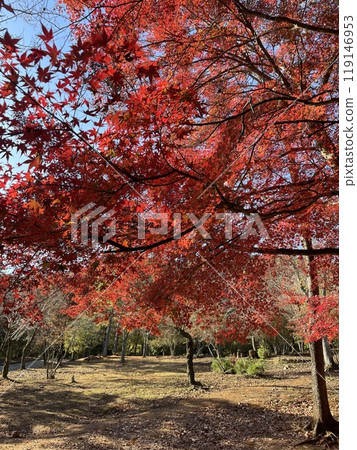 Arashiyama autumn season in Kyoto Japan. Foliage Arashiyama autumn season in Kyoto Japan. Foliage 119146953