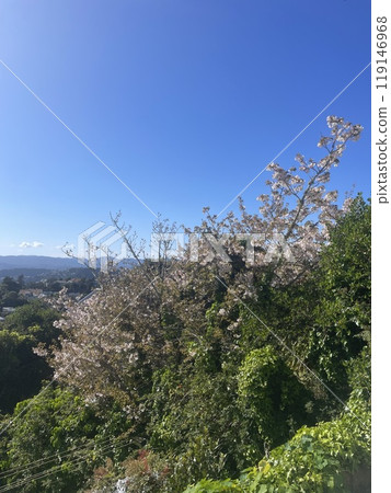 A natural landscape of cherry blossoms in full bloom under the clear blue sky of New Zealand A natural landscape of cherry blossoms in full bloom under the clear blue sky of New Zealand 119146968