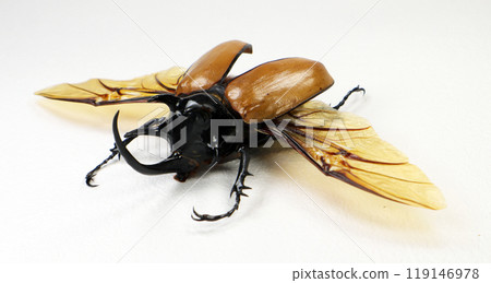 Close-up view of a striking golden rhinoceros beetle Eupatorus gracilicornis showcasing its vibrant colors and intricate wing patterns while resting on a flat surface 119146978