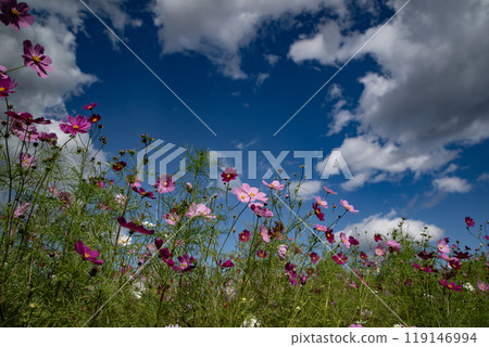 波斯菊花在風中搖曳 波斯菊花在風中搖曳 119146994