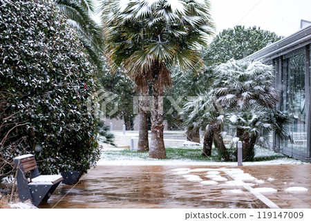 A palm tree covered in snow 119147009