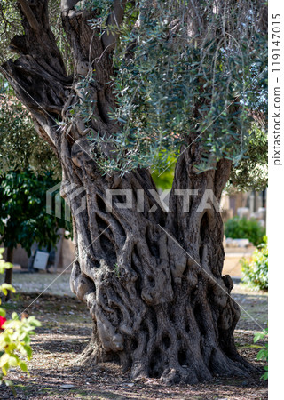 old olive tree with big trunk 119147015