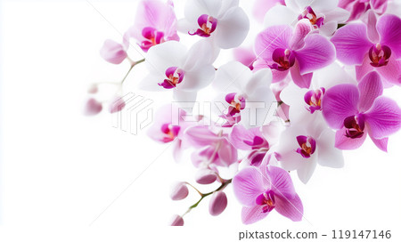 Phalaenopsis orchid Phalaenopsis orchid 119147146