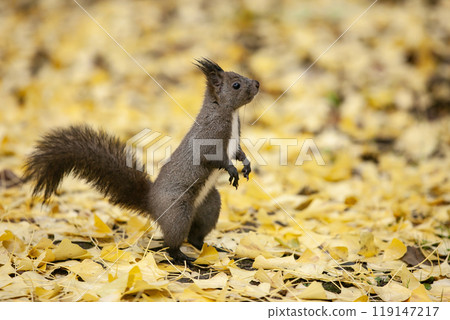 一隻松鼠跑過銀杏林 119147217