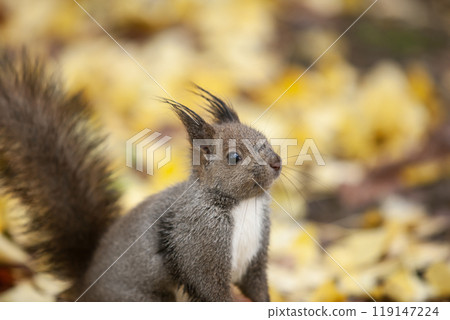一隻松鼠跑過銀杏林 119147224