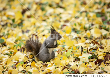 Hokkaido squirrels running around in the ginkgo forest 119147226